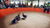 Cockfighting ring where two chickens are fighting